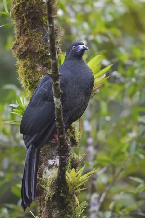 Framed Print : Black Guan (Chamaepetes unicolor), Costa Rica Framed Print : Black Guan (Chamaepetes unicolor), Costa Rica