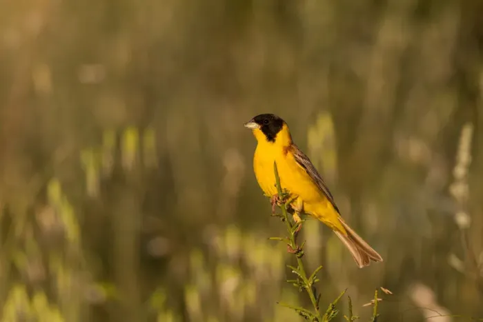 Framed Print : Black-headed Bunting (Emberiza melanocephala) male, Cyprus Framed Print : Black-headed Bunting (Emberiza melanocephala) male, Cyprus