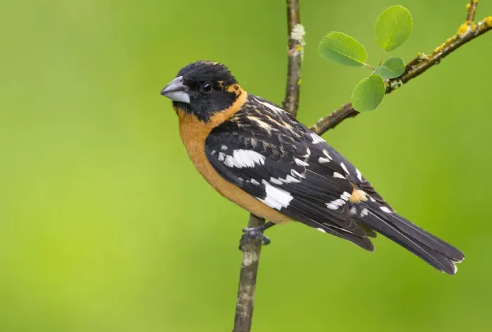 Framed Print : Black-headed Grosbeak (Pheucticus melanocephalus) male, British Columbia, Canada Framed Print : Black-headed Grosbeak (Pheucticus melanocephalus) male, British Columbia, Canada