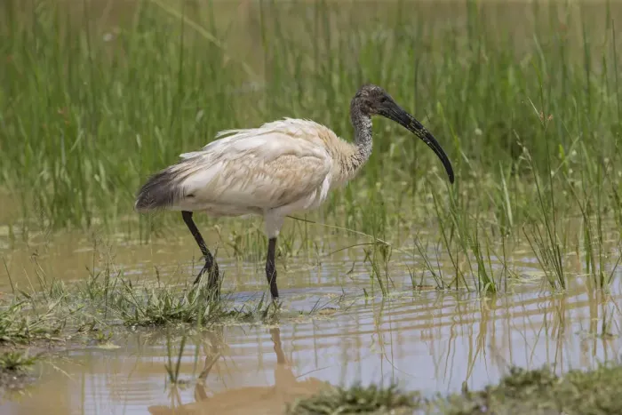 Framed Print : Black-headed Ibis (Threskiornis melanocephalus) foraging, Sri Lanka Framed Print : Black-headed Ibis (Threskiornis melanocephalus) foraging, Sri Lanka