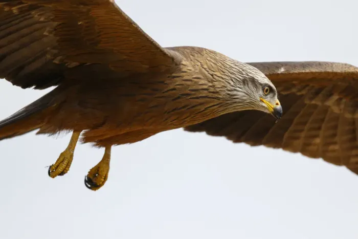 Framed Print : Black Kite (Milvus migrans) flying, Spain Framed Print : Black Kite (Milvus migrans) flying, Spain