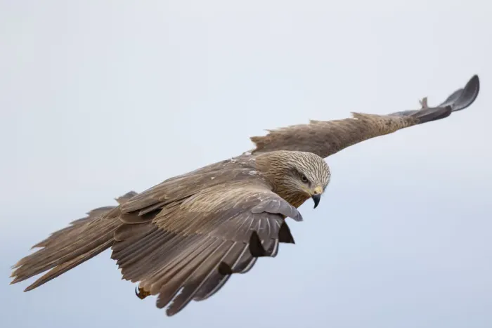 Framed Print : Black Kite (Milvus migrans) flying, Spain Framed Print : Black Kite (Milvus migrans) flying, Spain