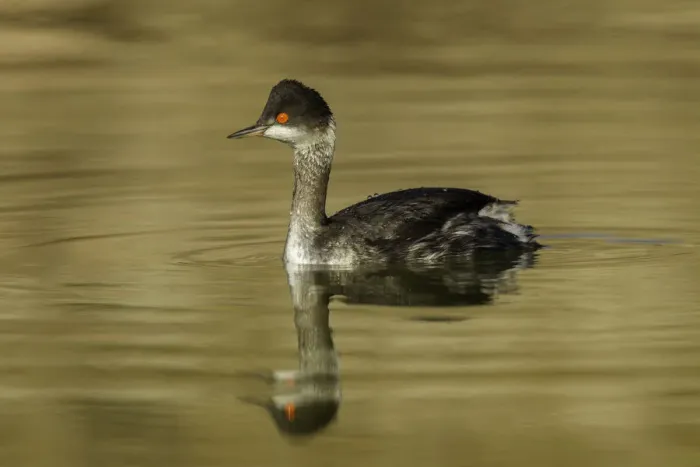Framed Print : Black-necked Grebe (Podiceps nigricollis) in winter plumage, Arizona, USA Framed Print : Black-necked Grebe (Podiceps nigricollis) in winter plumage, Arizona, USA