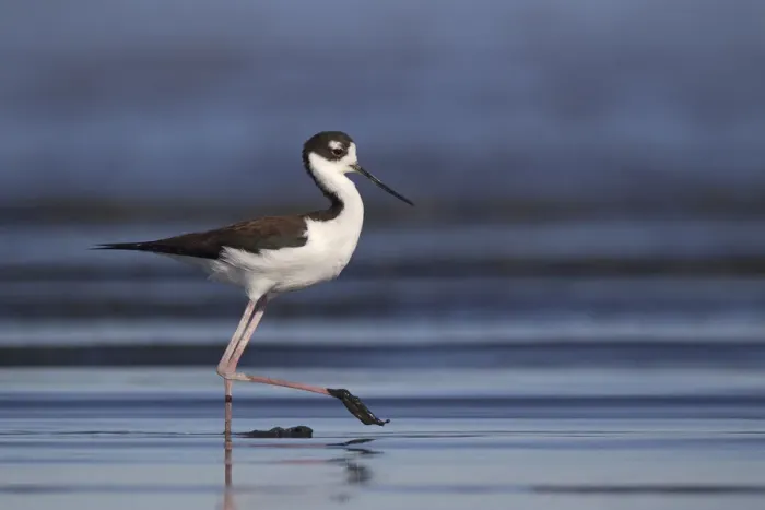Framed Print : Black-necked Stilt (Himantopus mexicanus), California, USA Framed Print : Black-necked Stilt (Himantopus mexicanus), California, USA