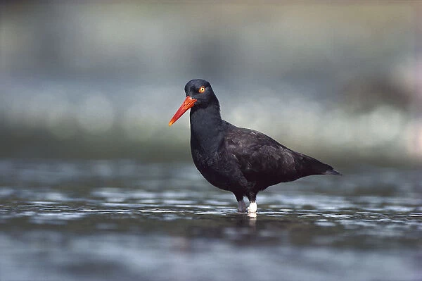 Black Oystercatcher (Haematopus bachmani) wading in water, searching for food, Vancouver Island