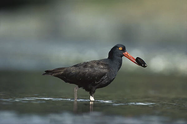 Black Oystercatcher (Haematopus bachmani) with mussel in its beak, Vancouver Island