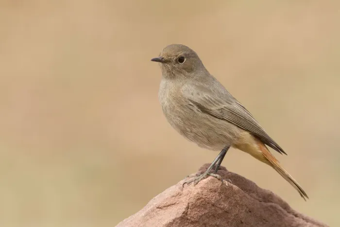 Framed Print : Black Redstart (Phoenicurus ochruros) female, Morocco