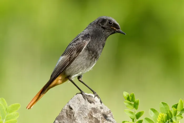 Framed Print : Black Redstart (Phoenicurus ochruros) male, St. Gallen, Switzerland Framed Print : Black Redstart (Phoenicurus ochruros) male, St. Gallen, Switzerland
