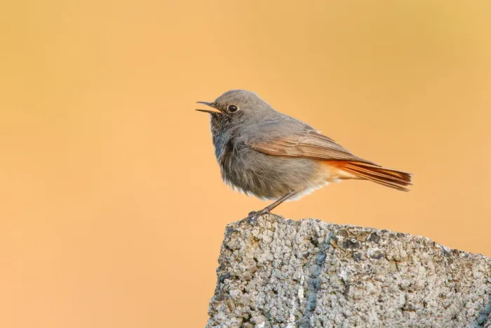 Framed Print : Black Redstart (Phoenicurus ochruros) male, Poland Framed Print : Black Redstart (Phoenicurus ochruros) male, Poland