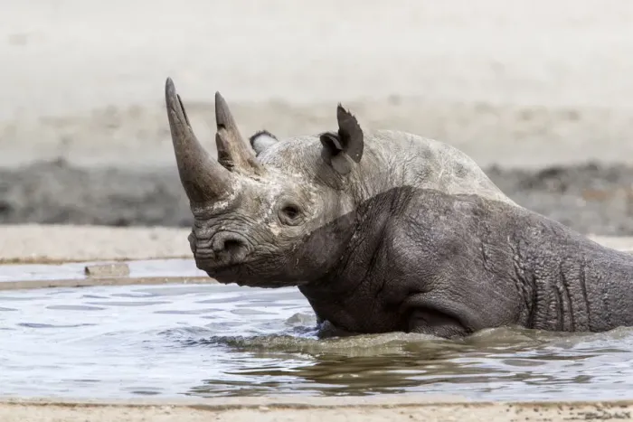 Framed Print : Black Rhinoceros (Diceros bicornis) bathing in a waterhole in the western part of Etosha Framed Print : Black Rhinoceros (Diceros bicornis) bathing in a waterhole in the western part of Etosha