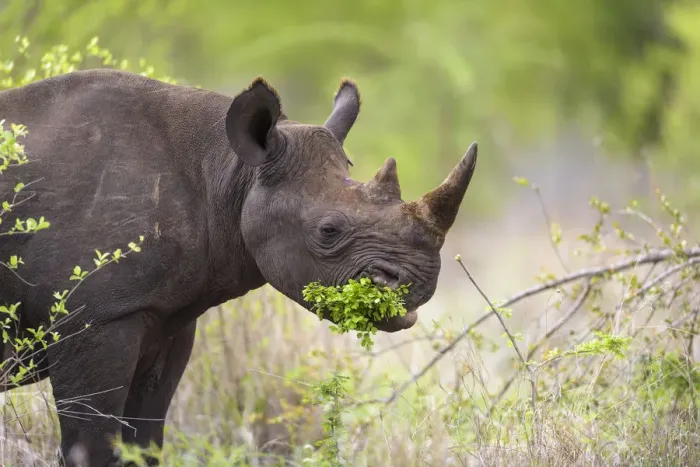 Framed Print : Black Rhinoceros (Diceros bicornis) browsing on a small green bush, South Africa Framed Print : Black Rhinoceros (Diceros bicornis) browsing on a small green bush, South Africa