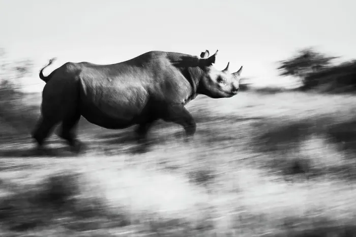 Framed Print : Black Rhinoceros (Diceros bicornis) running for cover, Maasai Mara National Reserve, Rift Valley Province, Kenya Framed Print : Black Rhinoceros (Diceros bicornis) running for cover, Maasai Mara National Reserve, Rift Valley Province, Kenya