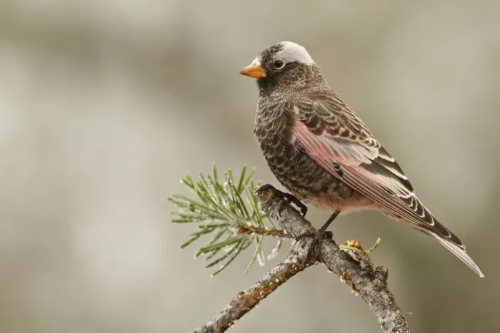 Framed Print : Black Rosy Finch (Leucosticte atrata), New Mexico, USA Framed Print : Black Rosy Finch (Leucosticte atrata), New Mexico, USA