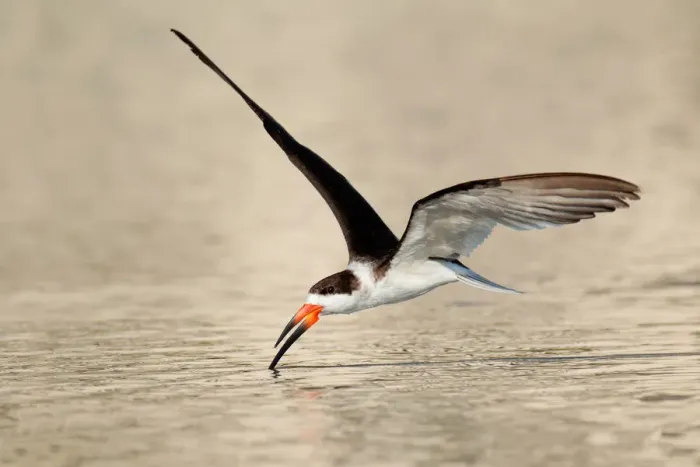 Framed Print : Black Skimmer (Rynchops niger) flying, Florida, USA Framed Print : Black Skimmer (Rynchops niger) flying, Florida, USA
