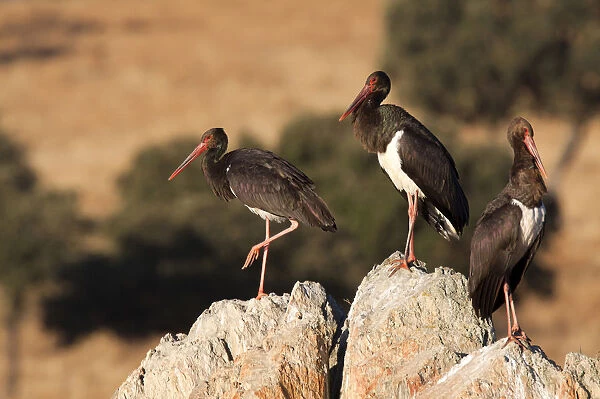 Black Stork (Ciconia nigra), Castile-La Mancha, Spain