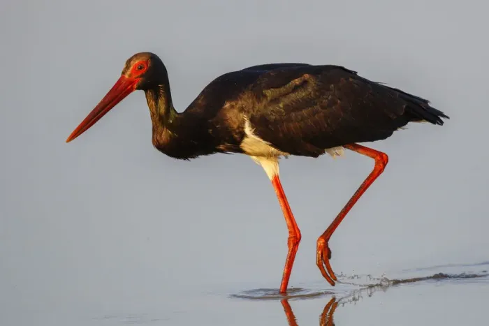 Framed Print : Black Stork (Ciconia nigra) foraging, Lesvos, Greece