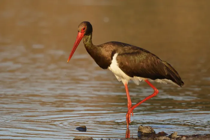 Framed Print : Black Stork (Ciconia nigra) foraging, Lesvos, Greece