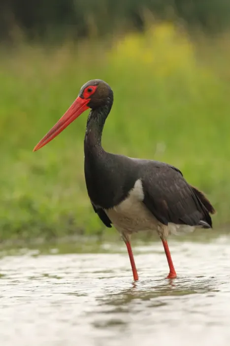 Framed Print : Black Stork (Ciconia nigra) foraging, Hungary