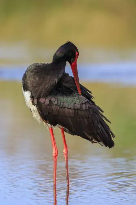 Framed Print : Black Stork (Ciconia nigra), Greece