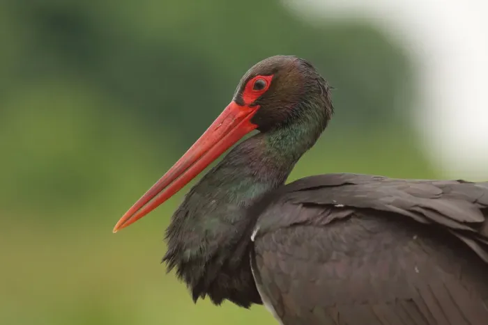Framed Print : Black Stork (Ciconia nigra), Hungary