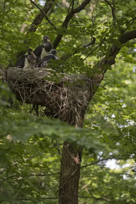 Framed Print : Black Stork (Ciconia nigra) juveniles in nest, North Rhine-Westphalia, Germany