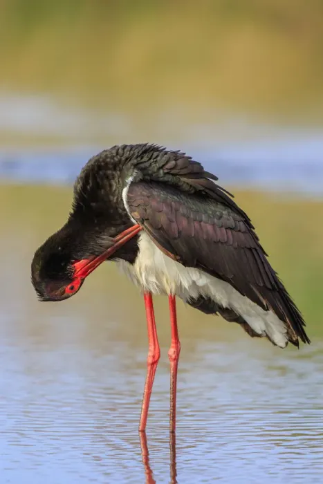 Framed Print : Black Stork (Ciconia nigra) preening, Greece