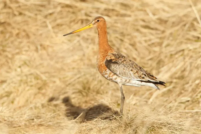 Framed Print : Black-tailed Godwit (Limosa limosa), Myvatn, Iceland Framed Print : Black-tailed Godwit (Limosa limosa), Myvatn, Iceland