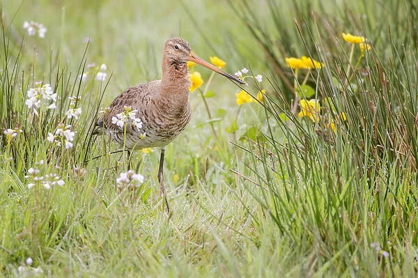 Black-Tailed Godwit (Limosa limosa) walking on meadow in early morning, Stroobos, Friesland, The Netherlands
