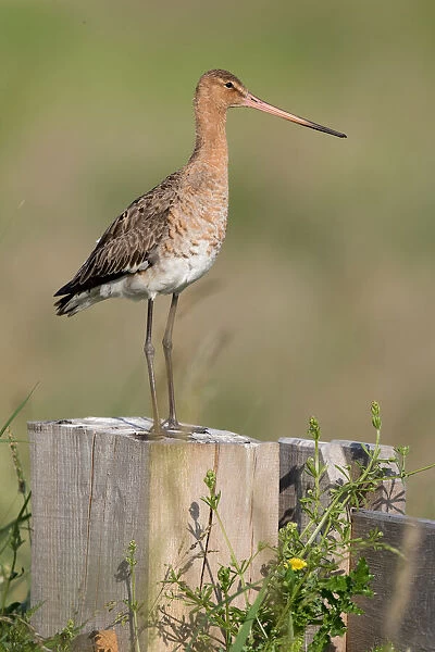 Black tailed Godwit (Limosa limosa) perched on a fence, polder Arkemheen, The Netherlands