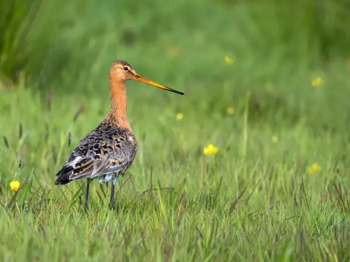 Framed Print : Black-tailed godwit (Limosa limosa) adult foraging in a meadow looking at camera, Noordeinde Framed Print : Black-tailed godwit (Limosa limosa) adult foraging in a meadow looking at camera, Noordeinde