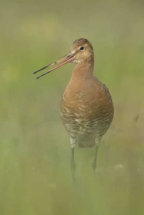 Framed Print : Black-tailed Godwit (Limosa limosa) calling, Iceland Framed Print : Black-tailed Godwit (Limosa limosa) calling, Iceland