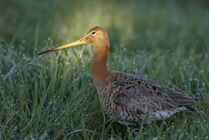 Framed Print : Black-tailed Godwit (Limosa limosa), The Netherlands Framed Print : Black-tailed Godwit (Limosa limosa), The Netherlands