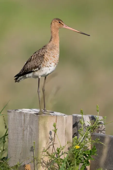 Framed Print : Black tailed Godwit (Limosa limosa) perched on a fence, polder Arkemheen, The Netherlands Framed Print : Black tailed Godwit (Limosa limosa) perched on a fence, polder Arkemheen, The Netherlands