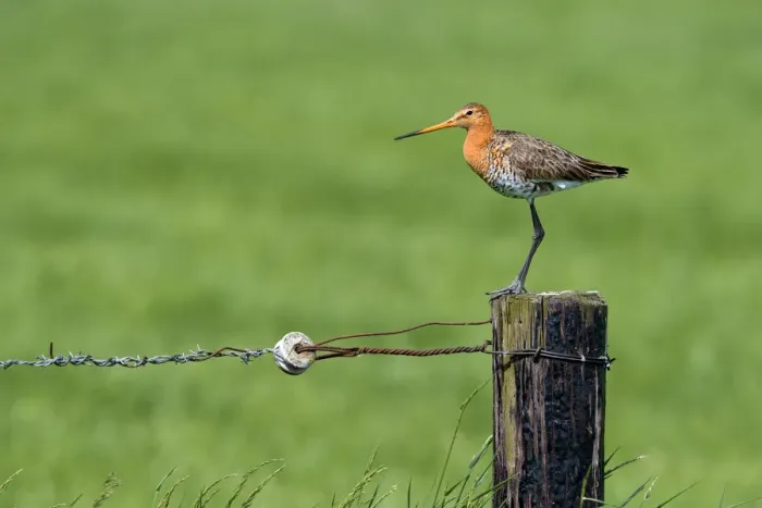Framed Print : Black-tailed Godwit (Limosa Limosa) perched on a pole in farmersland, looking at camera, Overijssel, The Netherlands Framed Print : Black-tailed Godwit (Limosa Limosa) perched on a pole in farmersland, looking at camera, Overijssel, The Netherlands