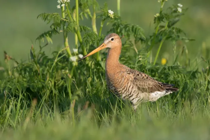 Framed Print : Black-tailed Godwit (Limosa Limosa) standing amidst wildflowers, Waal en Burg, Texel Framed Print : Black-tailed Godwit (Limosa Limosa) standing amidst wildflowers, Waal en Burg, Texel