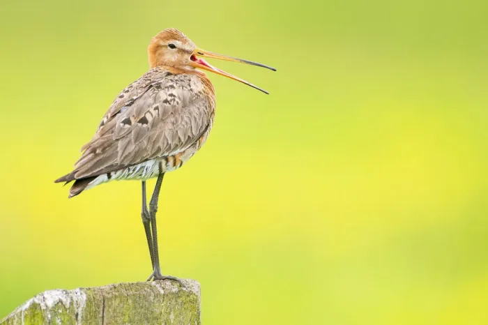 Framed Print : Black-Tailed Godwit (Limosa limosa) standing on a pole, Stroobos, Friesland Framed Print : Black-Tailed Godwit (Limosa limosa) standing on a pole, Stroobos, Friesland