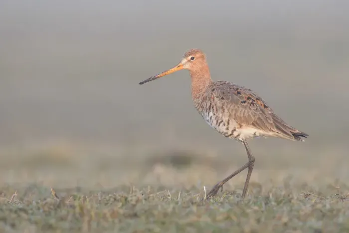 Framed Print : Black-tailed Godwit (Limosa limosa) walking on grassland in the early morning Framed Print : Black-tailed Godwit (Limosa limosa) walking on grassland in the early morning