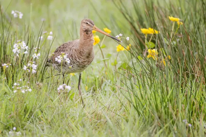 Framed Print : Black-Tailed Godwit (Limosa limosa) walking on meadow in early morning, Stroobos, Friesland, The Netherlands Framed Print : Black-Tailed Godwit (Limosa limosa) walking on meadow in early morning, Stroobos, Friesland, The Netherlands