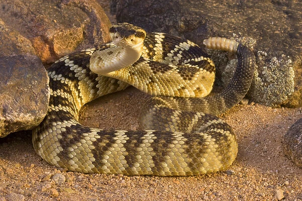 Black-tailed Rattlesnake (Crotalus molossus) in defensive posture, Arizona