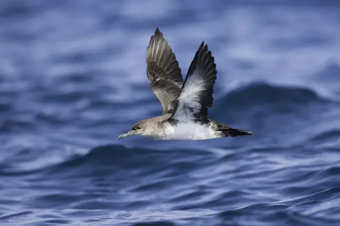 Framed Print : Black-vented Shearwater (Puffinus opisthomelas) flying, California, USA Framed Print : Black-vented Shearwater (Puffinus opisthomelas) flying, California, USA