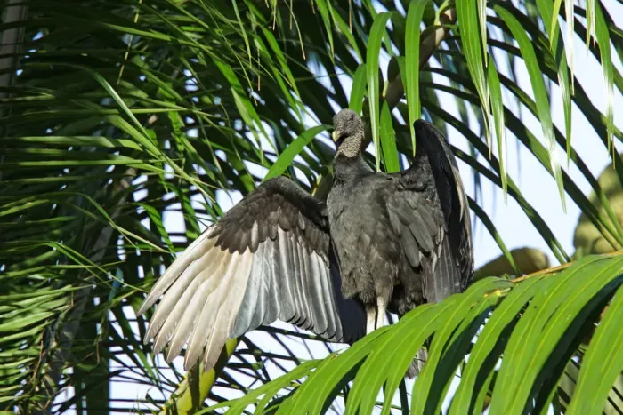 Framed Print : Black Vulture (Coragyps atratus) adult roosting in early morning, Golfito, Costa Rica Framed Print : Black Vulture (Coragyps atratus) adult roosting in early morning, Golfito, Costa Rica
