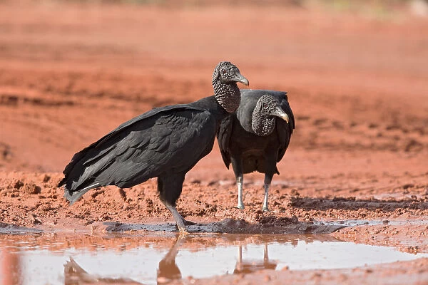 Black Vulture (Coragyps atratus), Brazil