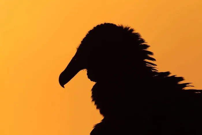 Framed Print : Black Vulture (Coragyps atratus), Florida, USA Framed Print : Black Vulture (Coragyps atratus), Florida, USA