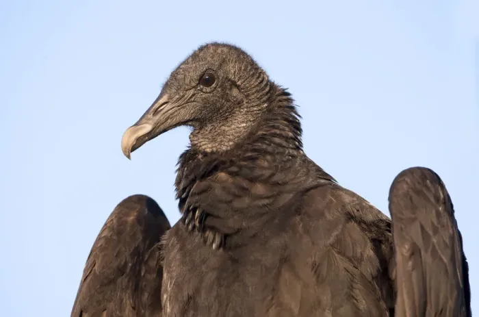 Framed Print : Black Vulture (Coragyps atratus), Texas, USA Framed Print : Black Vulture (Coragyps atratus), Texas, USA