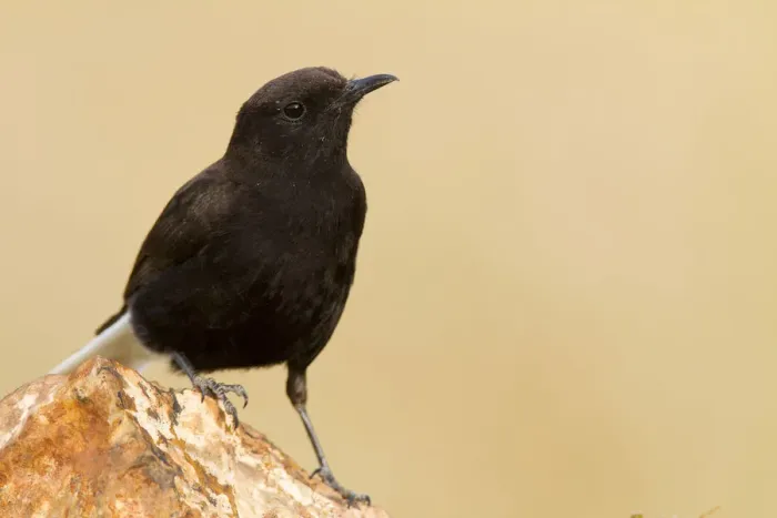 Framed Print : Black Wheatear (Oenanthe leucura) male, Castile-La Mancha, Spain