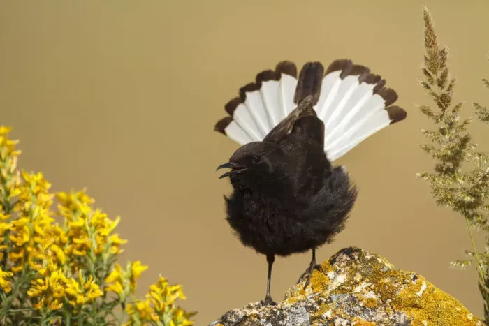 Framed Print : Black Wheatear (Oenanthe leucura) male singing, Castile-La Mancha, Spain Framed Print : Black Wheatear (Oenanthe leucura) male singing, Castile-La Mancha, Spain