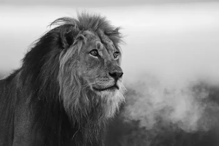 Framed Print : A black and white portrait of a dominant male kalahari lion (Panthera leo