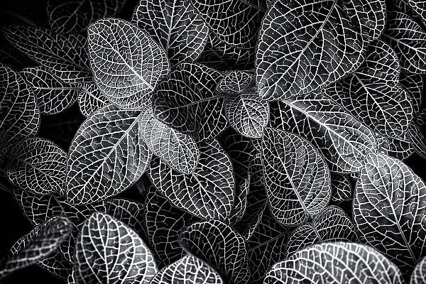 Black and white shot of leaves, The Netherlands
