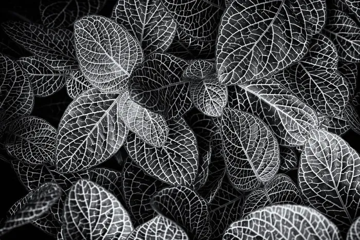 Framed Print : Black and white shot of leaves, The Netherlands Framed Print : Black and white shot of leaves, The Netherlands