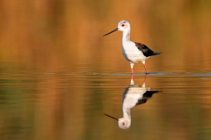 Framed Print : Black-winged Stilt (Himantopus himantopus), juvenile, Spain Framed Print : Black-winged Stilt (Himantopus himantopus), juvenile, Spain